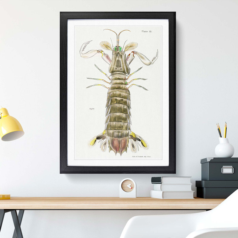 Mantis Shrimp by J.E. De Kay - Framed Print, 48cm H x 36cm W x 2cm D, Black Framed