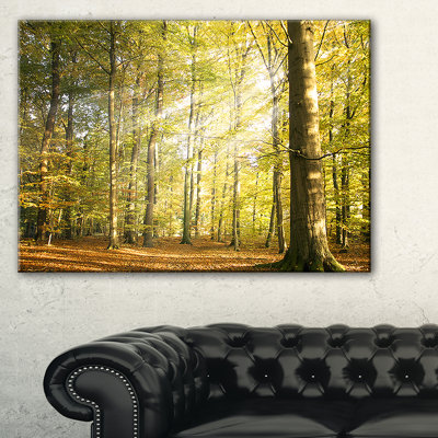 " Sun Rays Hitting Forest "