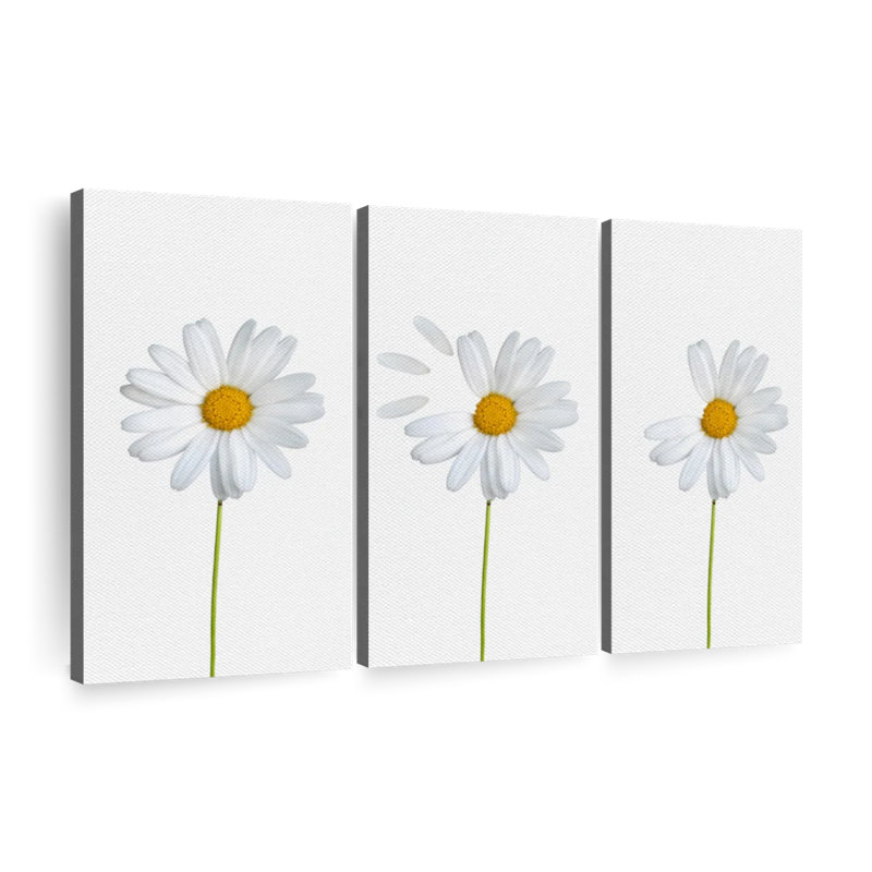 Ensemble de 3 marguerites plumées sur toile, H 20 po x l 33 po x P 1,25 po