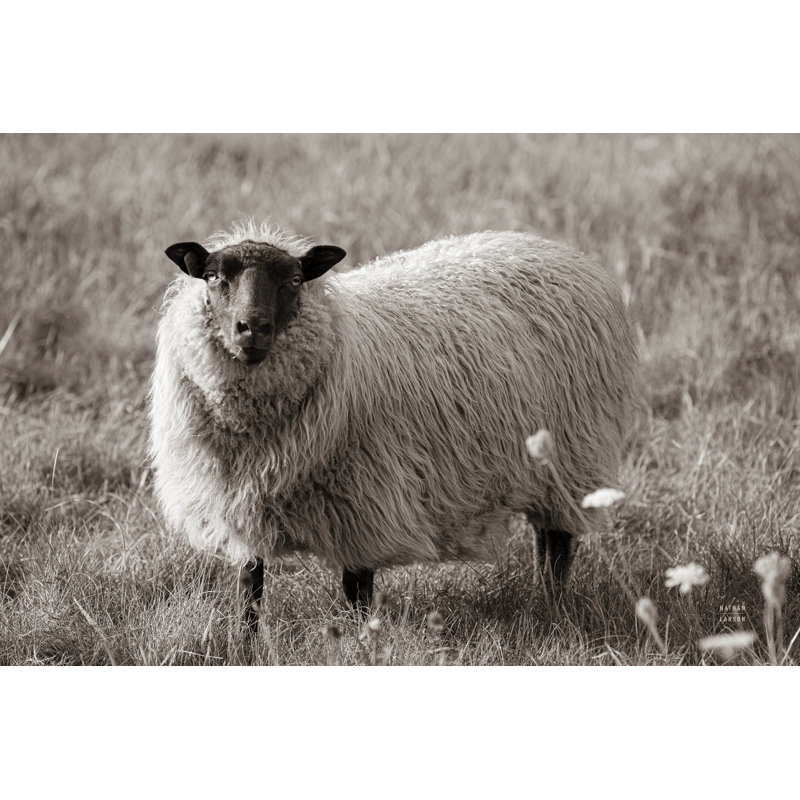 «Sepia Sheep» par Nathan Larson - reproduction imprimée, H 32 po x l 48 po