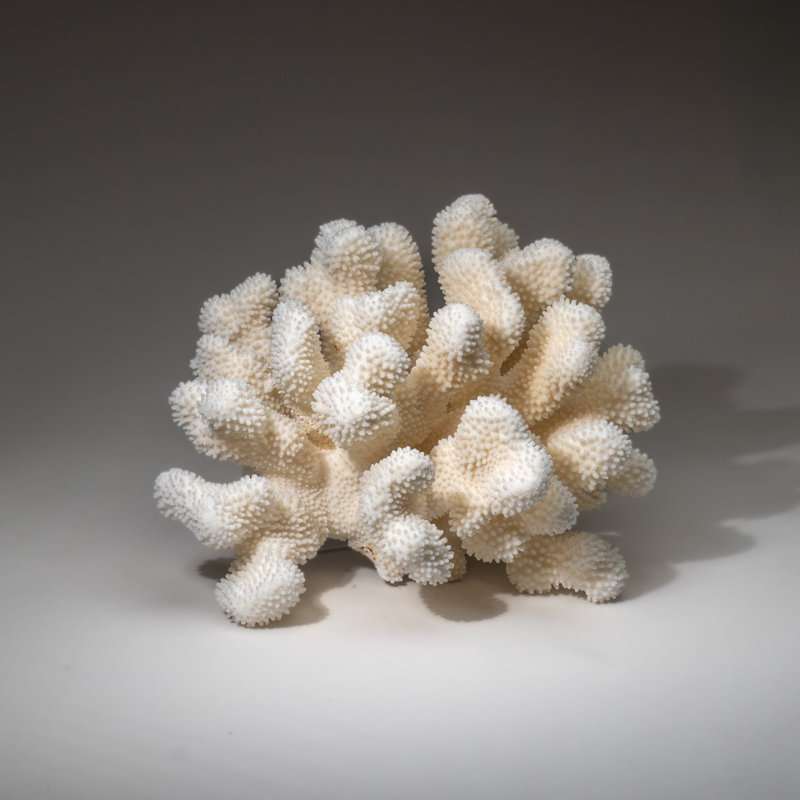 Genuine White Cat's Paw Coral (8.5 Lbs)