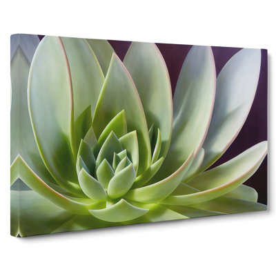 Interesting Succulent Plant - Wrapped Canvas