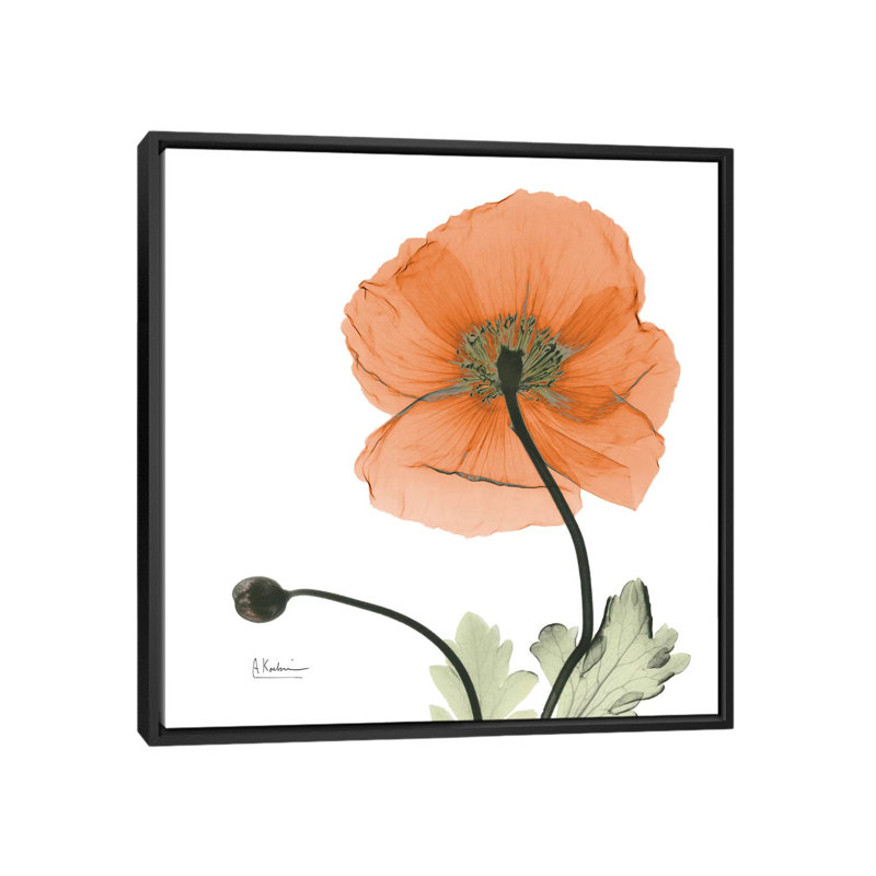 «Islande coquelicot», impression sur toile, H 18 po x l 18 po x P 1,5 po, Toile avec cadre noir, Pas de tapis
