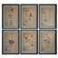 Vintage Pressed Botanical Framed Prints - Set of 6