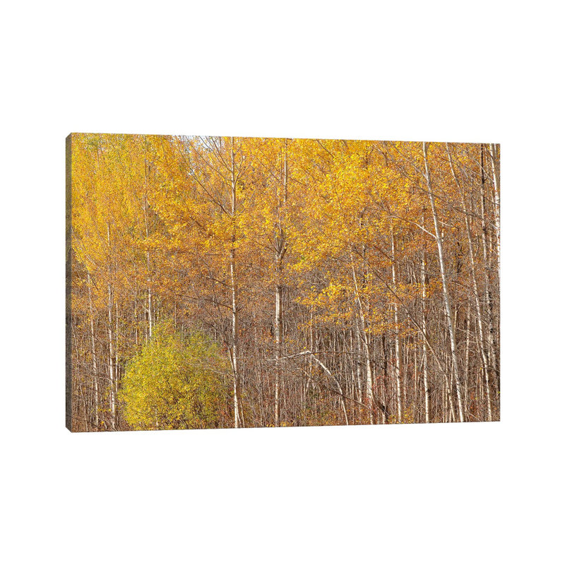 Gunflint Trail Colors by Brian Wolf - Wrapped Canvas Print, 20.32cm H x 30.48cm W x 1.91cm D