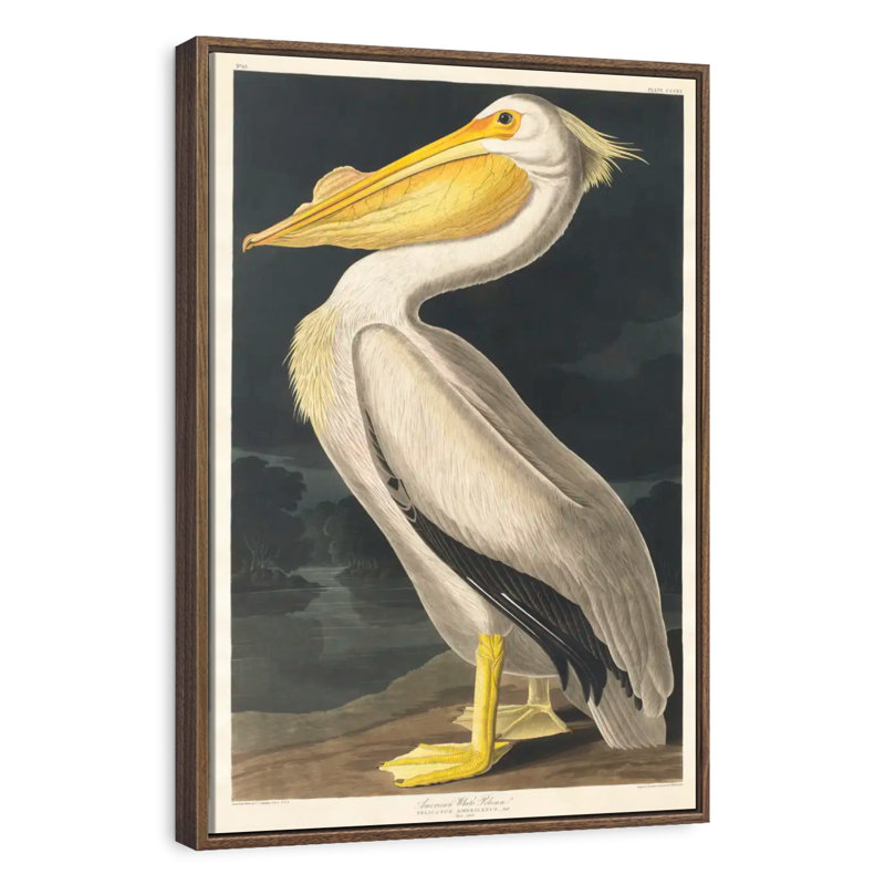 Pélican d'Amérique des oiseaux d'Amérique, 17" x 25", Floating Frame Walnut