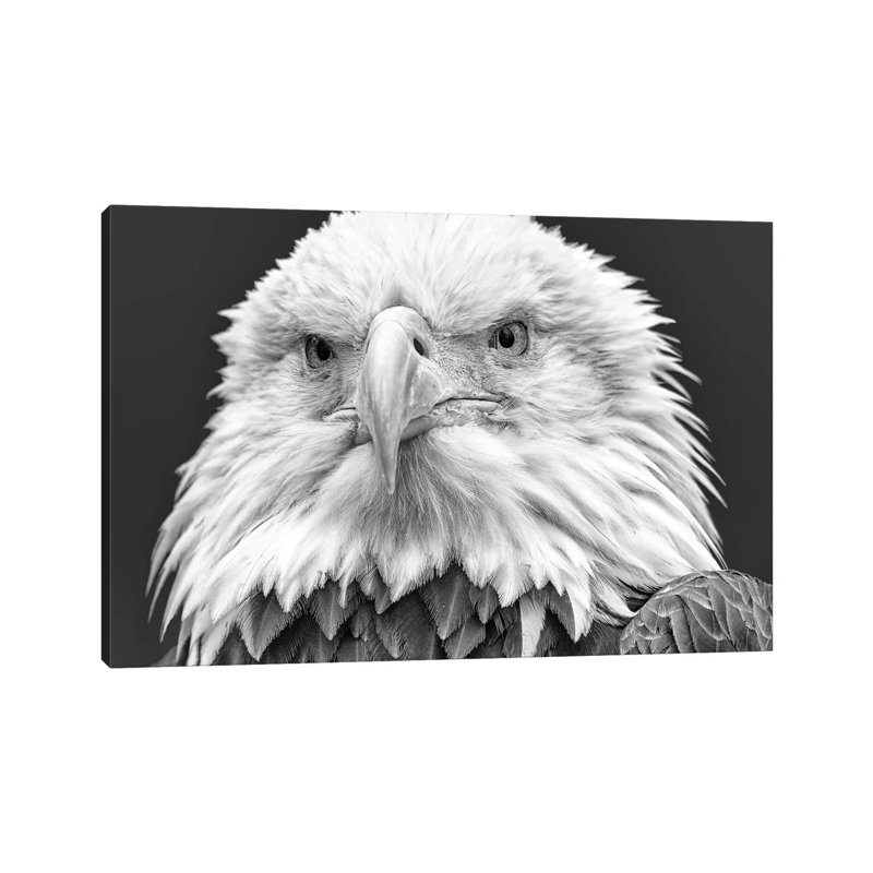 I See You! by David Gardiner - Print on Canvas, Wrapped Canvas, 66.04 cm H x 45.72 cm W x 3.175 cm D