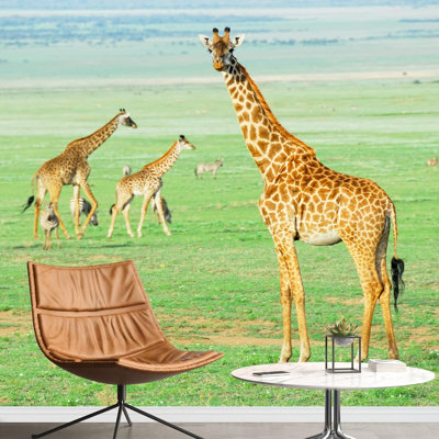 Girafe africaine, animaux de la famille, nature, photographie, paysage décoratif, paysage