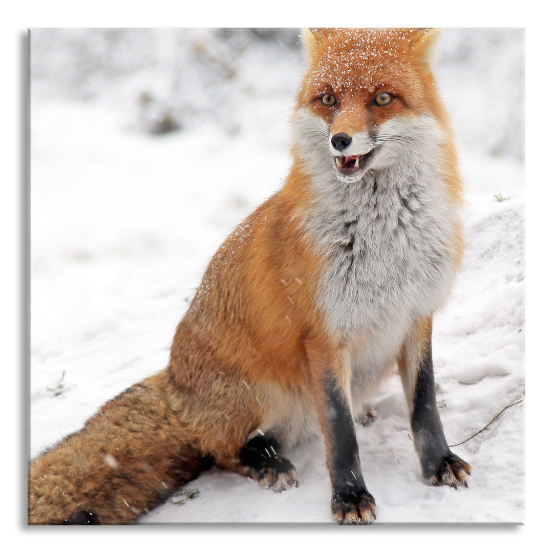 Glasbild Fuchs im Schnee