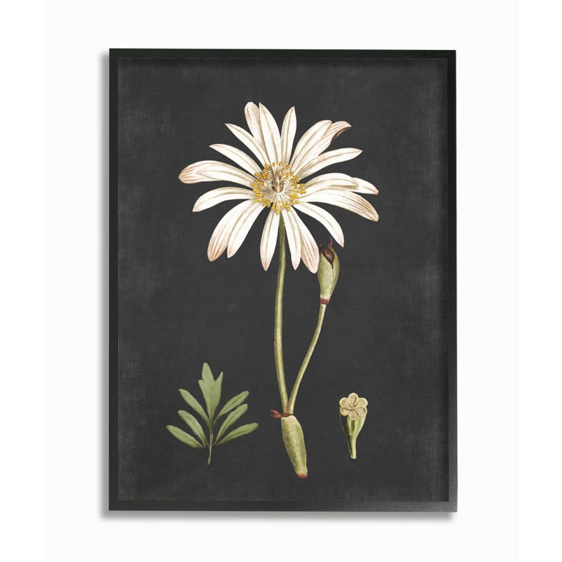 « botanique drawing white on black design », impression, H 20 po x l 16 po, Giclée encadrée noir minuit