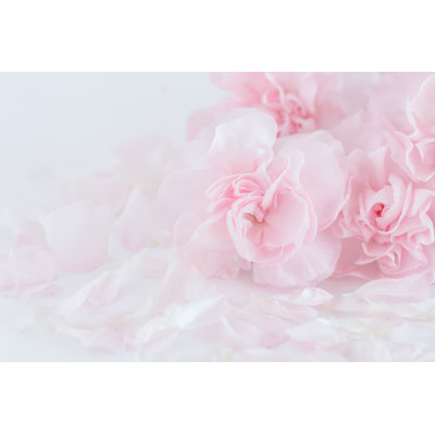 " Pink Carnation Flower "