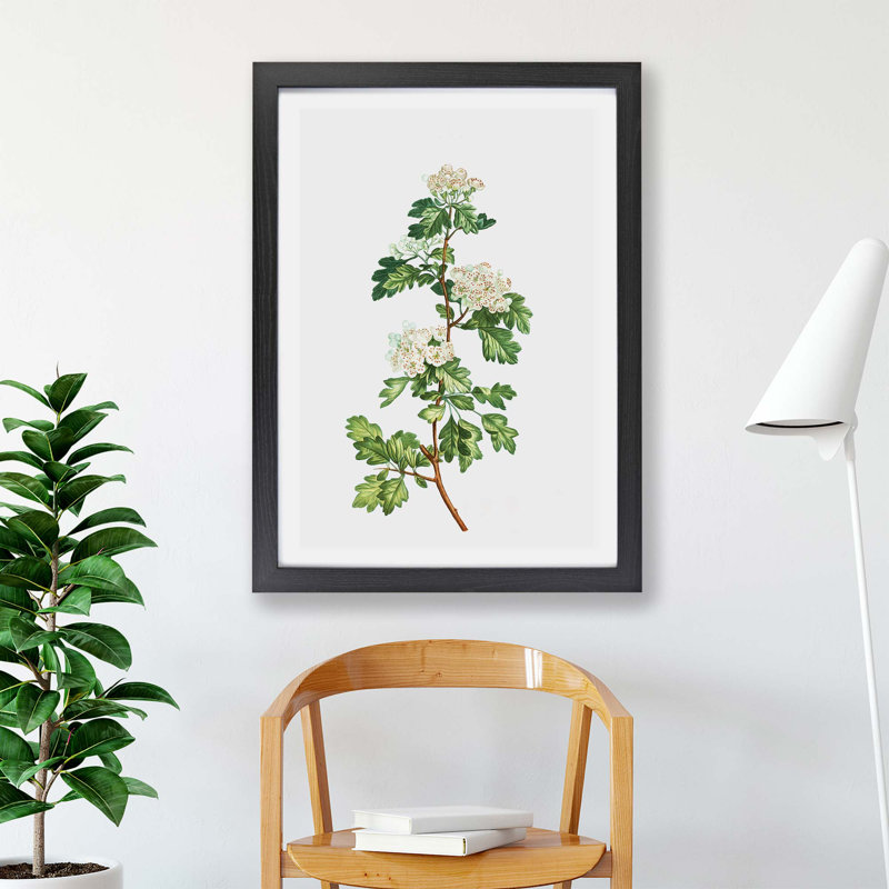 Hawthorn Flowers by Pierre-Joseph Redoute - Single Picture Frame Painting, 24cm H x 33cm W x 2cm D, Black