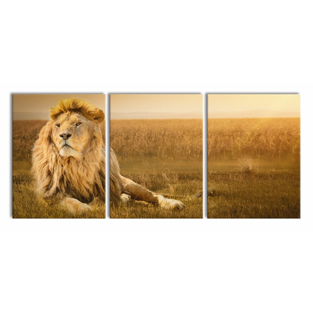 3-tlg. Leinwandbilder-Set Majestic Lion