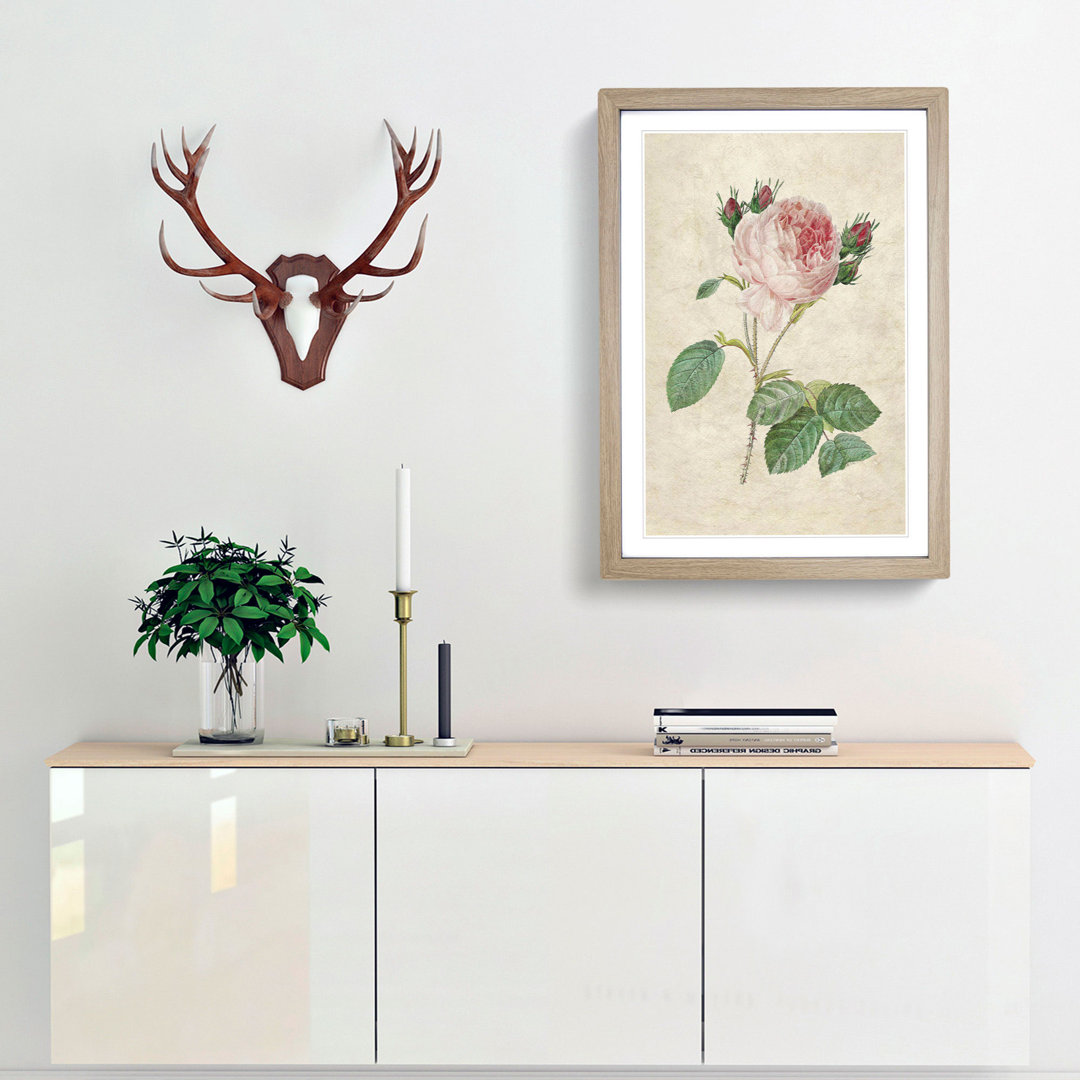 Cabbage Rose by Pierre-Joseph Redoute - Framed Print
