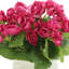 Arrangement floral bégonia-920028643-813824251