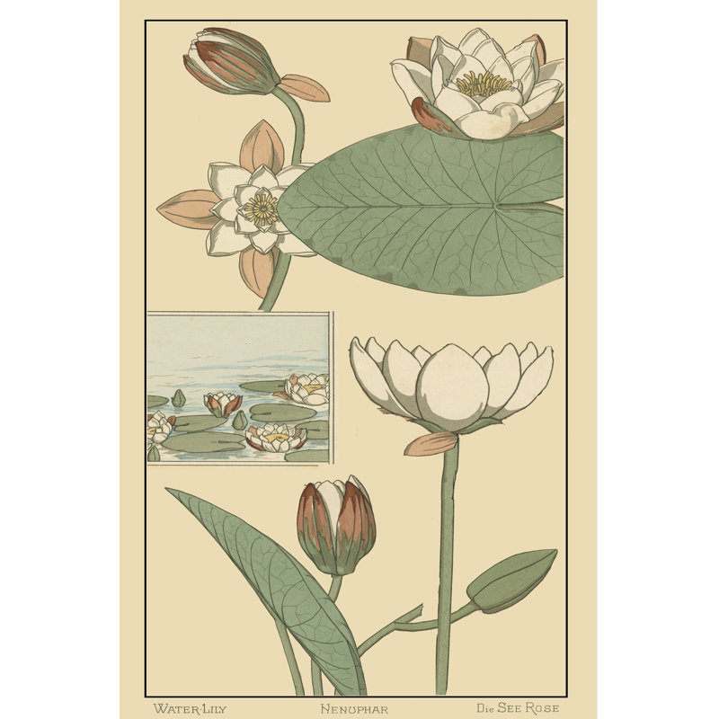 Water Lily I 1 Piece Wrapped Canvas Painting, 46cm H x 30cm W