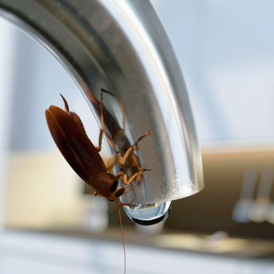 Cockroach on Tap par Mediaproduction