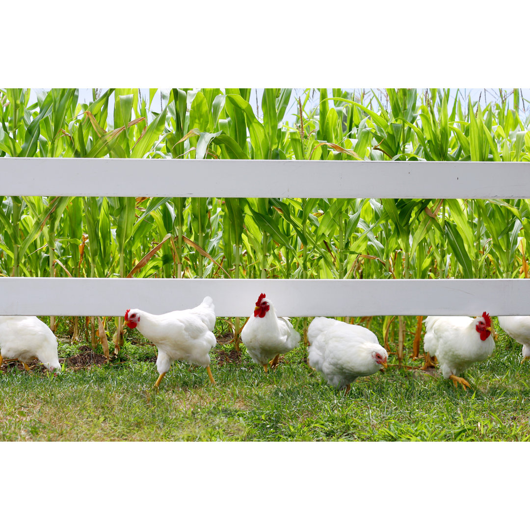 Chickens by ChristinLola - Wrapped Canvas Print