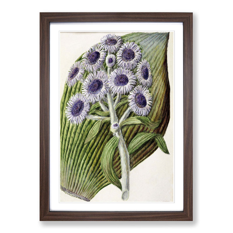 Antarctic Daisy Flowers by Sarah Featon - Single Picture Frame Painting, 45cm H x 33cm W x 2cm D, Walnut Framed