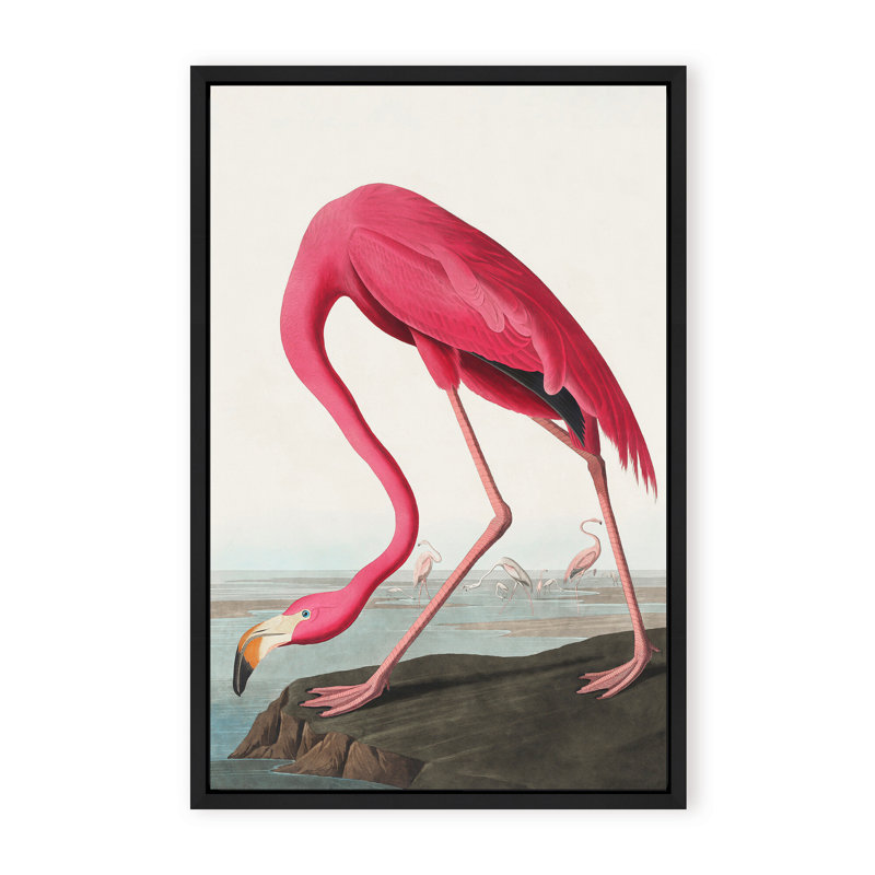 Coastal Retreat Pink Flamingo II From Birds Of America (1827), 48" H x 36" W x 1.125" D, Framed Print, Gold
