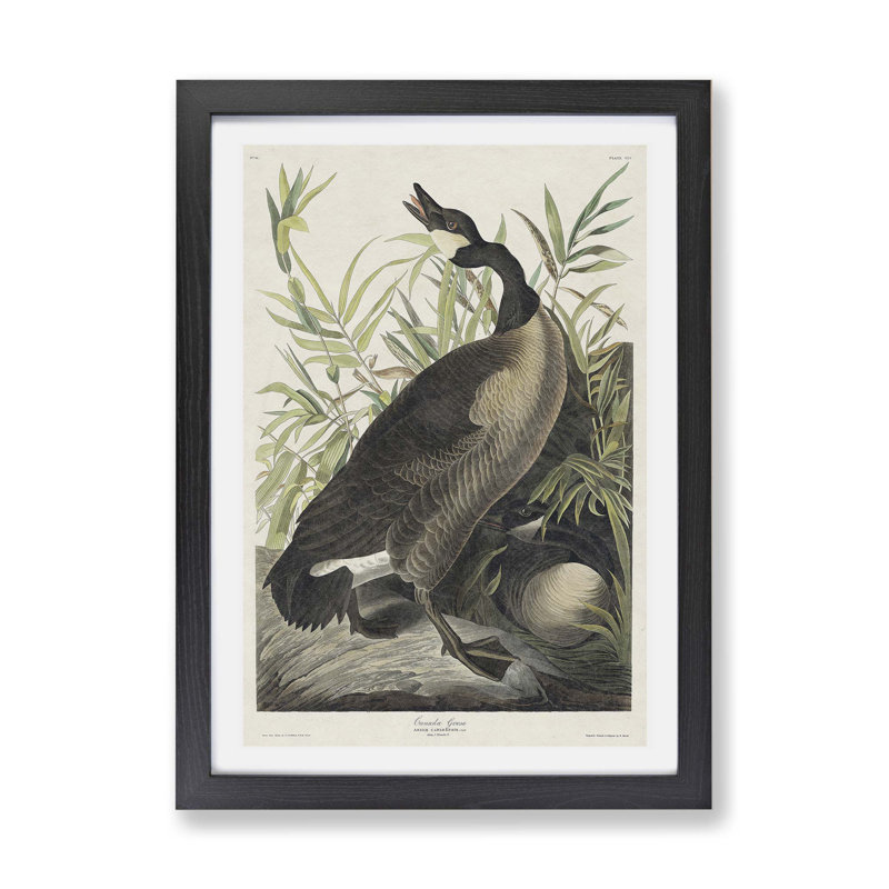 Canada Goose by John Audubon - Framed Print, Black, 45cm H x 63cm W x 2cm D