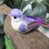 Mauve est en rupture de stock