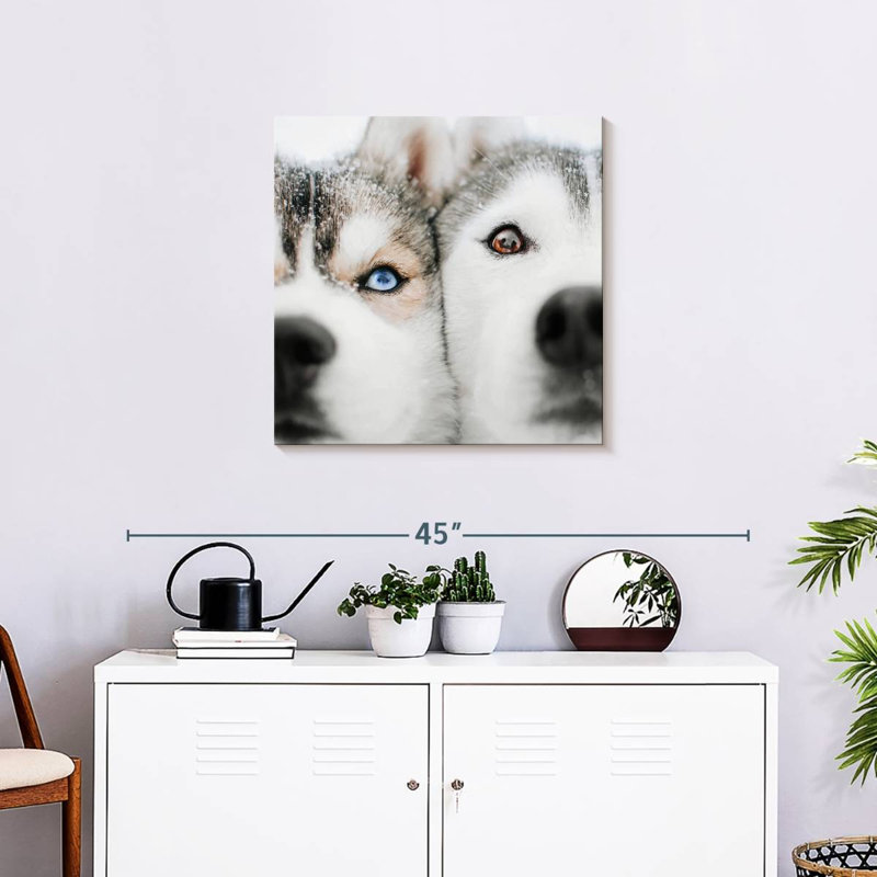 Crowle Husky, H 24 po x l 24 po