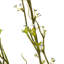 Jet de prunus mountain