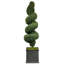 SPIRAL BOXWOOD IN A PLANTER
