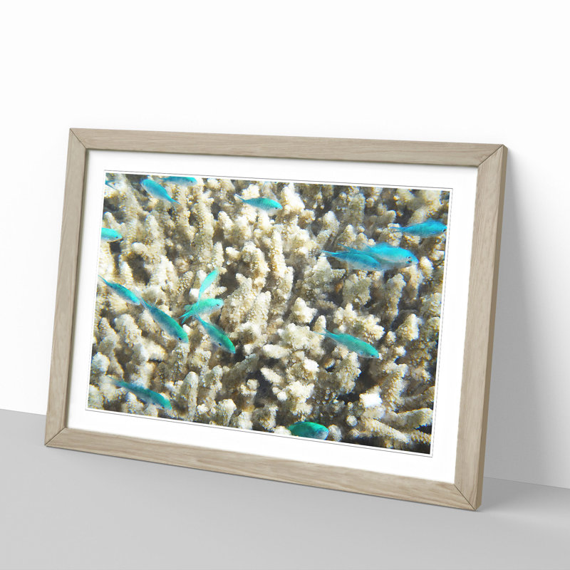 Coral Reef and Blue Fish - Picture Frame Graphic Art on MDF, 36cm H x 48cm W x 2cm D, Oak Framed