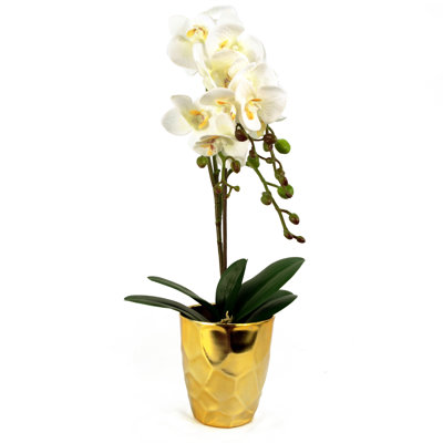 Anneus 54cm Plant