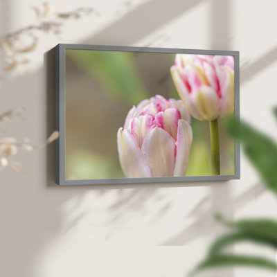 Blush -Framed Print - Restickable