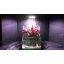 Aquarium 1 gallon AquaTerrium™