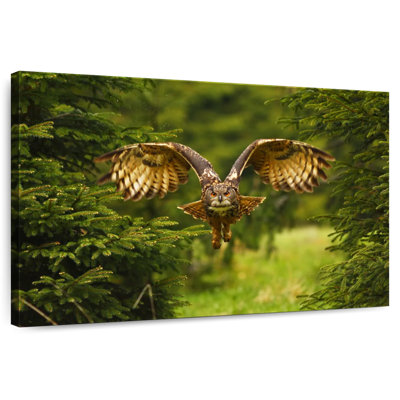 Crowle Flying Eurasian Owl
