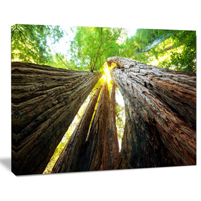 «Sequoia Tree» par Designart - reproduction de photo sur toile