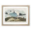 Two Kittiwake Gulls by John James Audubon - Picture Frame Painting Print-55614767-55614766