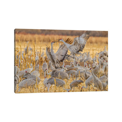 " USA, New Mexico, Bosque Del Apache National Wildlife Refuge. Sandhill Cranes Fighting " by Jaynes Gallery