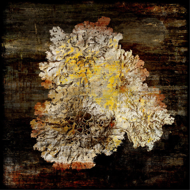 Charistmatic Creature II Print by Chelsea Art Studio, 16" H x 16" W, Outdoor