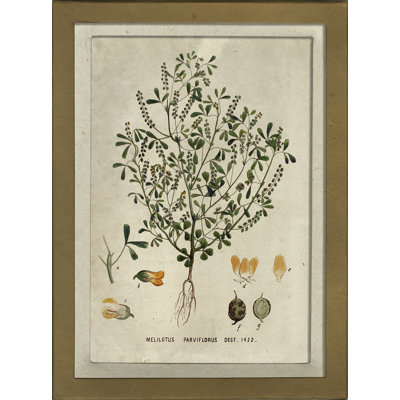 Botanical Print