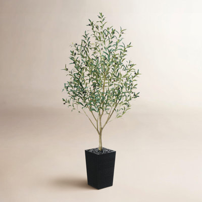 Olive Tree in Decorative Vase