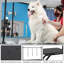 Table de toilettage électrique pour animaux de compagnie, hauteur réglable de 9,4 à 39,4 po, capacité de 264 lb, pédale, roues antidérapantes et organisateur
