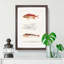 Fish Illustrations PL. 2 by Charles d' Orbigny - Picture Frame Graphic Art Print-55609243-55609244
