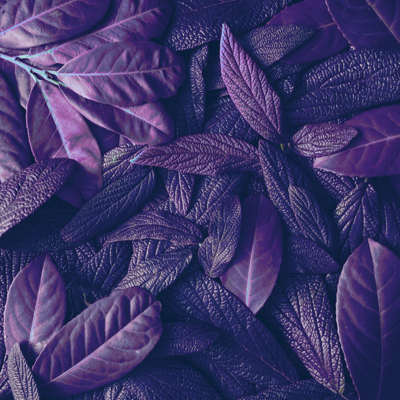Ultra Violet, 91cm H x 91cm W