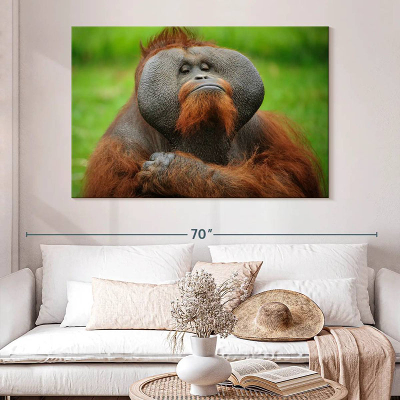 Bossy Orangutan