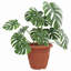  Round Flower Pot 24 Pcs, Plastic-220287924-220287926