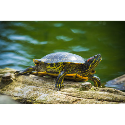" Red-Eared Slider Turtle " by Christinaprinn