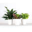 Plant in Pot-898924730