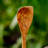 Rainforest Bowls Specialty Spoon