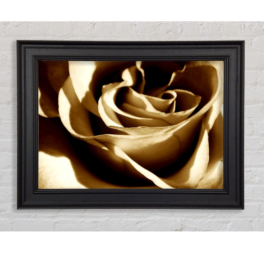 Sepia Rose - Druck