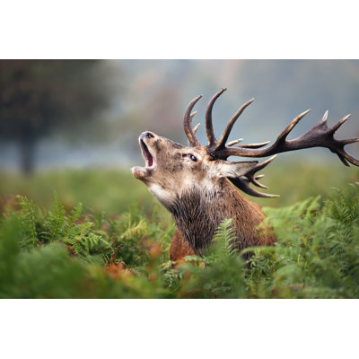 Close-up of a Deer Roaring during the Rut in Autumn 1 Piece Wrapped Canvas Wall Art
